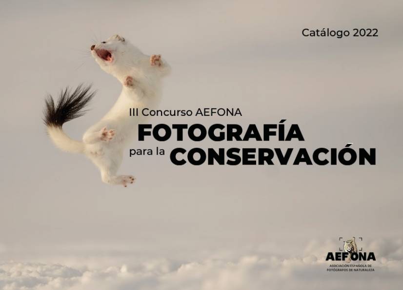 Armillo III concurso AEFONA