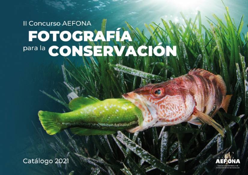 II Concurso AEFONA 2021